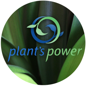 The Echo Well Interview with Vera Matovina from Plant's Power on Essential Oils
