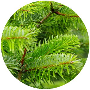 Black Spruce (Picea mariana) Essential Oil