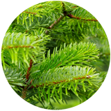 Black Spruce (Picea mariana) Essential Oil