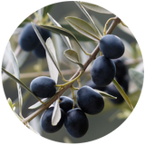 Olive (Olea europaea) Carrier Oil - Extra Virgin Organic
