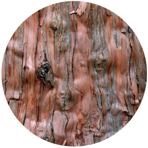 Cedarwood virginiana