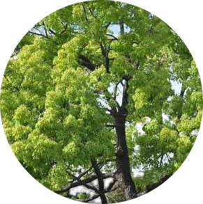 Camphor (Cinnamomum camphora) Essential Oil