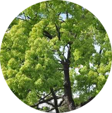 Camphor (Cinnamomum camphora) Essential Oil