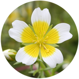 Meadowfoam Seed (Limnanthes Alba) Carrier Oil - Refined- RBD