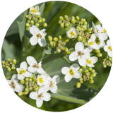 plant's power, abyssinian oil, carrier oil, cosmetic oil