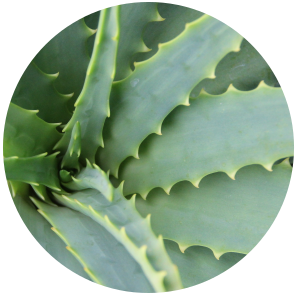 Aloe Vera Gel Extract - Water Soluble Juice