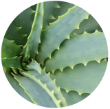 Aloe Vera Gel Extract - Water Soluble Juice