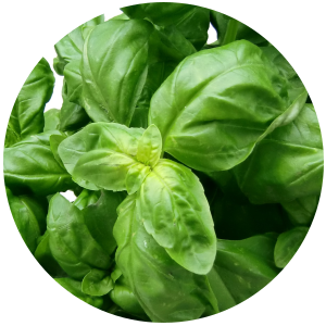 Basil (Ocimum basilicum) Essential Oil