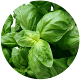 Basil (Ocimum basilicum) Essential Oil