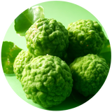 Bergamot (Citrus Bergamia) Essential Oil - Cold Pressed