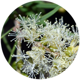 Cajeput (Melaleuca Cajeputi) Essential Oil