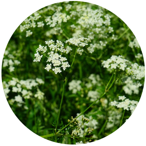 Caraway (Carum carvi) Essential Oil
