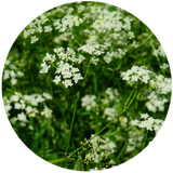 Caraway (Carum carvi) Essential Oil