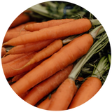 Carrot (Daucus carota) Macerated Oil - Organic