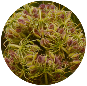 Carrot Seed (Daucus carota) Essential Oil