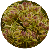 Carrot Seed (Daucus carota) Essential Oil