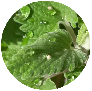 Catnip (Nepeta cataria) Essential oil