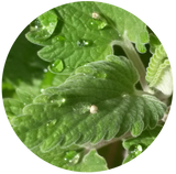 Catnip (Nepeta cataria) Essential oil