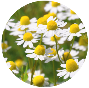 Chamomile German (Matricaria recutita) Essential Oil