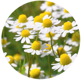 Chamomile German (Matricaria recutita) Essential Oil