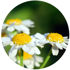 Chamomile hydrosol Anthemis nobilis