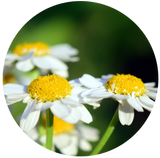 Chamomile Roman (Anthemis nobilis) Hydrosol