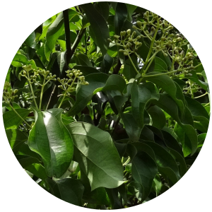 Cinnamon Leaf (Cinnamonum zeylanicum) Essential Oil