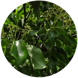 Cinnamon Leaf (Cinnamonum zeylanicum) Essential Oil