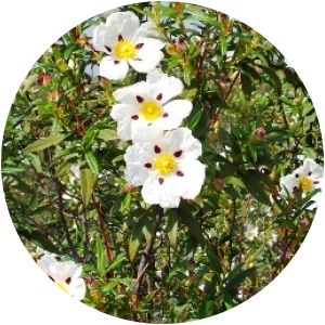 Cistus (Cistus Ladaniferus) Essential Oil