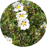 Cistus (Cistus Ladaniferus) Essential Oil