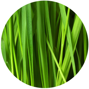 Citronella (Cymbopogon nardus) Essential Oil - Indonesia