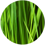 Citronella (Cymbopogon nardus) Essential Oil - Indonesia