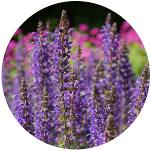 Clary Sage (Salvia sclarea) Essential Oil