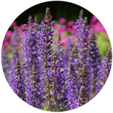 Clary Sage (Salvia sclarea) Essential oil