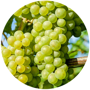 Green cognac oil