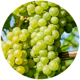 Green cognac oil