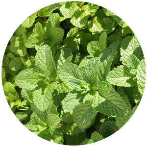 Cornmint (Mentha Arvensis) Essential Oil