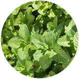 Cornmint (Mentha Arvensis) Essential Oil