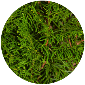 Cypress (Cupressus sempervirens) Essential Oil