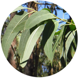 Eucalyptus (Eucalyptus globulus) Essential Oil - 70/75 - China