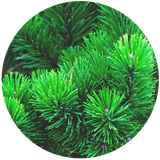 Fir Balsam Needle (Abies balsamea) Essential Oil