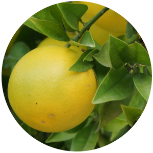 Grapefruit Pink (Citrus paradisi) Essential Oil