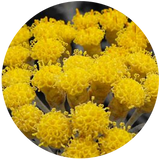 Helichrysum (Helichrysum italicum) Essential Oil