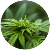 Hemp Seed (Cannabis sativa) Carrier Oil - Cold-pressed