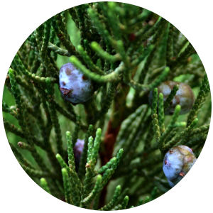 Juniper Berry (Juniperus communis) Essential Oil - Nepal