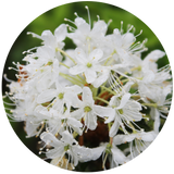 Labrador Tea (Ledum groenlandicum) Essential Oil