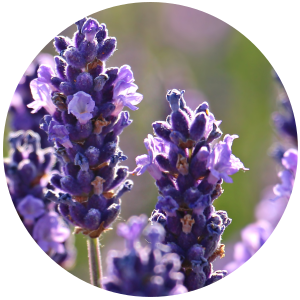 Lavender (Lavandula angustifolia) Essential Oil - Organic
