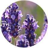 Lavender (Lavandula angustifolia) Essential Oil - Organic