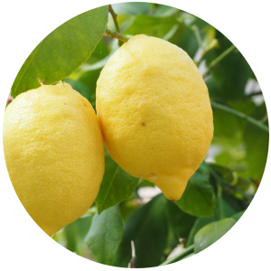 Lemon (Citrus limon) Essential Oil - Cold-pressed