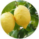 Lemon (Citrus limon) Essential Oil - Cold-pressed